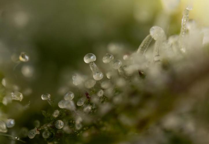 Critical Cheese Auto #2 - Zamnesia x B&B. Week 10 - Critical Cheese #2 - No Techniques - Micro Worlds