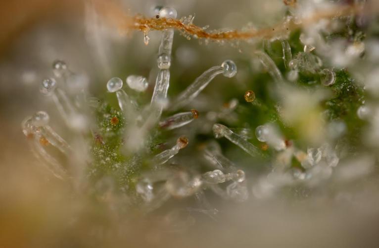 Critical Cheese Auto #2 - Zamnesia x B&B. Week 10 - Critical Cheese #2 - No Techniques - Micro Worlds