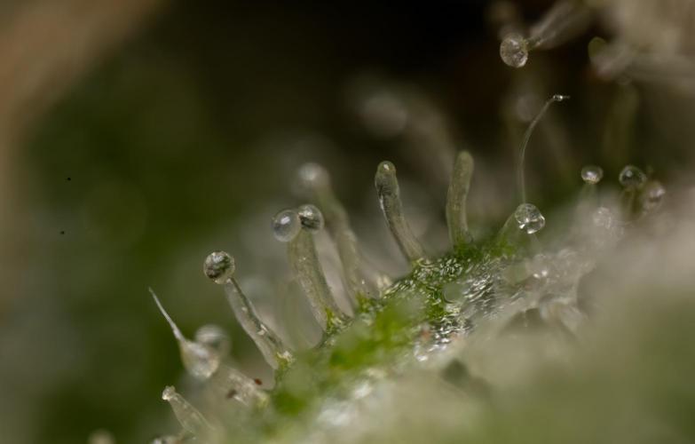 Critical Cheese Auto #2 - Zamnesia x B&B. Week 10 - Critical Cheese #2 - No Techniques - Micro Worlds