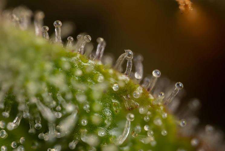 Watermelon Candy #1 -  Zamnesia x B&B. Week 10 - Watermelon Candy #1 - No Techniques -  Micro Worlds 10x