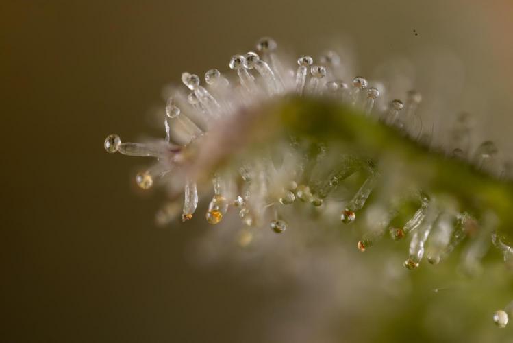 Watermelon Candy #1 -  Zamnesia x B&B. Week 10 - Watermelon Candy #1 - No Techniques -  Micro Worlds 10x