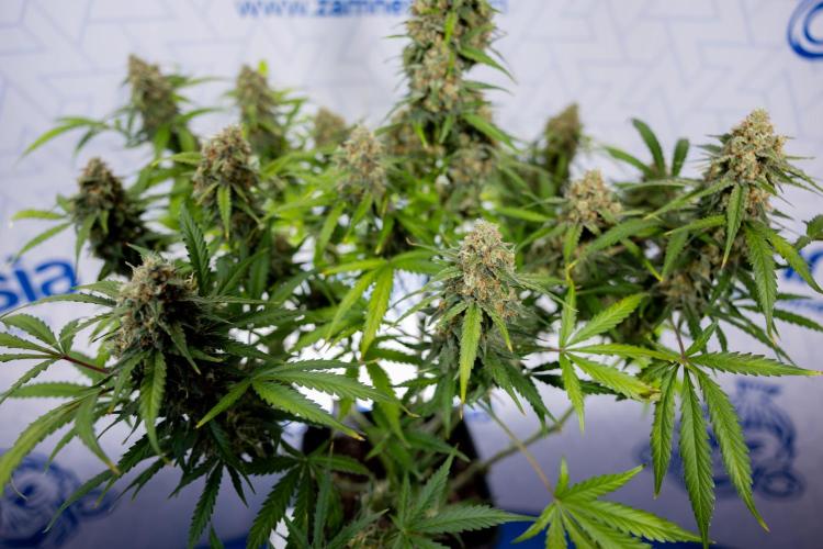 Watermelon Candy #1 -  Zamnesia x B&B. Week 10 - Watermelon Candy #1 - No Techniques - Harvest Day