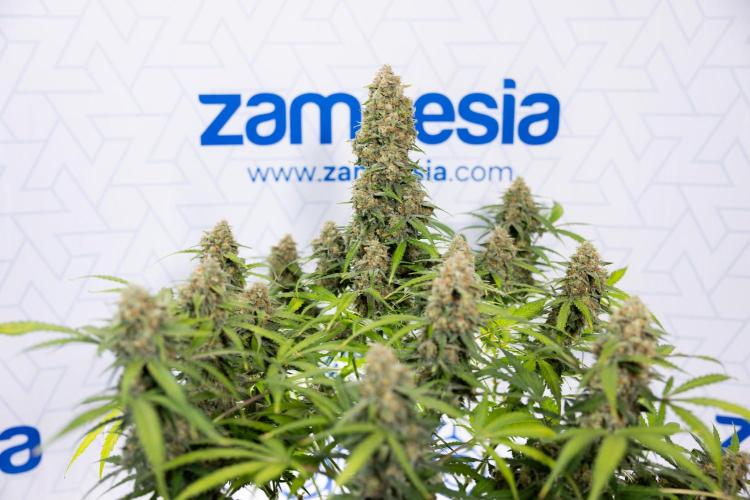 Watermelon Candy #1 -  Zamnesia x B&B. Week 10 - Watermelon Candy #1 - No Techniques - Harvest Day