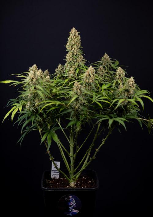 Watermelon Candy #1 -  Zamnesia x B&B. Week 10 - Watermelon Candy #1 - No Techniques - Harvest Day