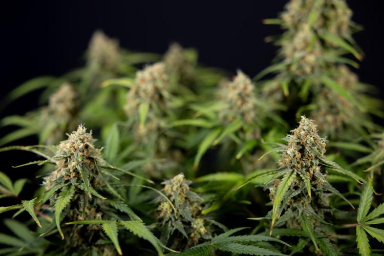 Watermelon Candy #1 -  Zamnesia x B&B. Week 10 - Watermelon Candy #1 - No Techniques - Harvest Day