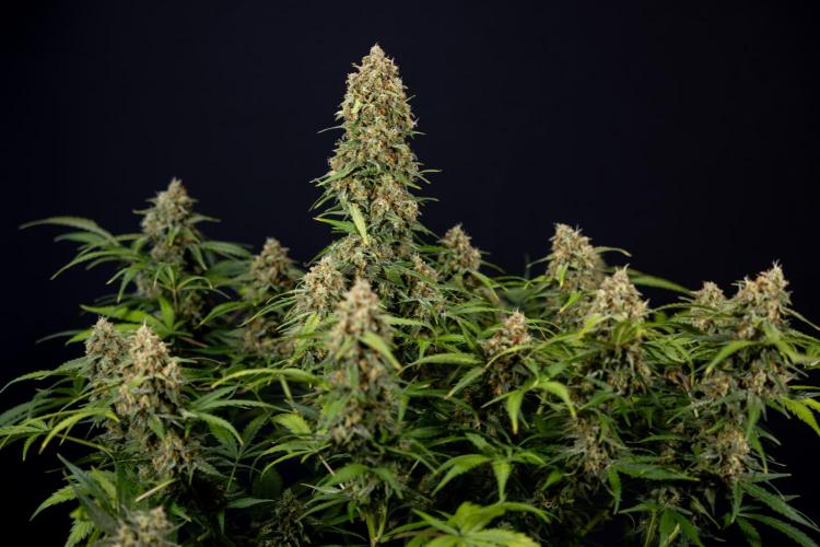 Watermelon Candy #1 -  Zamnesia x B&B. Week 10 - Watermelon Candy #1 - No Techniques - Harvest Day