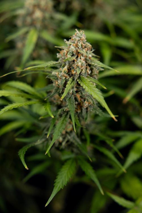 Watermelon Candy #1 -  Zamnesia x B&B. Week 10 - Watermelon Candy #1 - No Techniques - Harvest Day