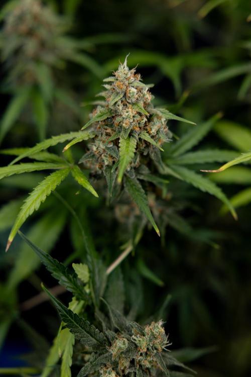 Watermelon Candy #1 -  Zamnesia x B&B. Week 10 - Watermelon Candy #1 - No Techniques - Harvest Day