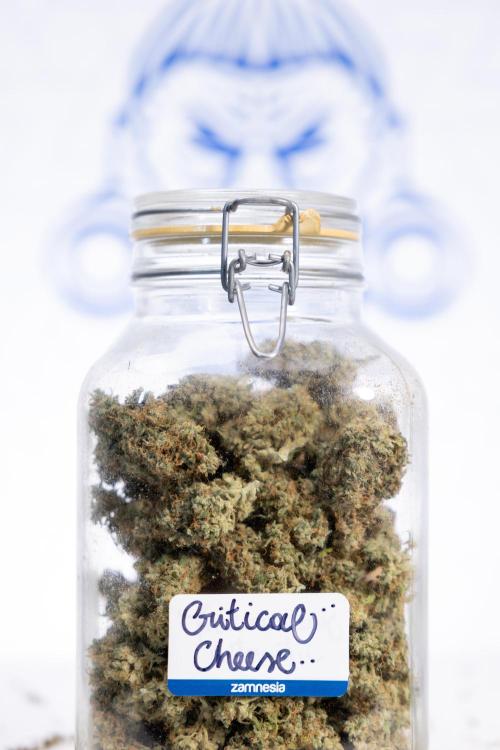 Watermelon Candy #1 -  Zamnesia x B&B. Week 10 - Watermelon Candy #1 - No Techniques -  Dry Buds