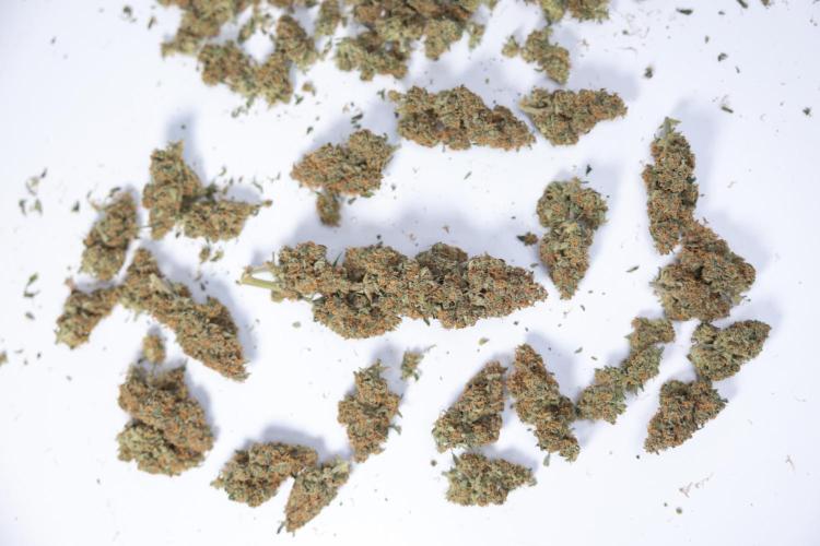 Watermelon Candy #1 -  Zamnesia x B&B. Week 10 - Watermelon Candy #1 - No Techniques -  Dry Buds