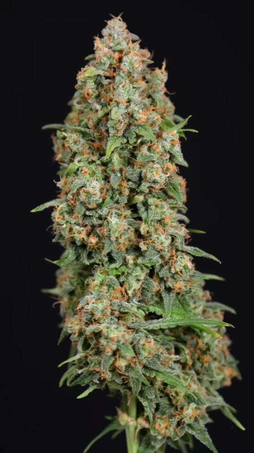 Watermelon Candy #1 -  Zamnesia x B&B