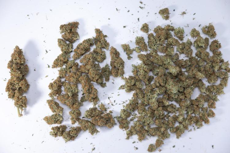 Watermelon Candy #1 -  Zamnesia x B&B. Week 10 - Watermelon Candy #1 - No Techniques -  Dry Buds