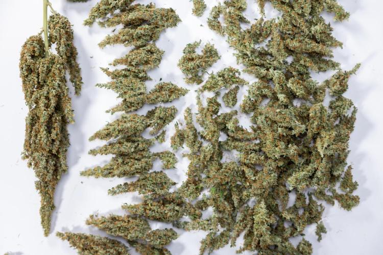 Karen Kush Auto #1 - Zamnesia x B&B. Week 10 - Dry Buds - 152,5 gr in 11lt Pot with 18h x day