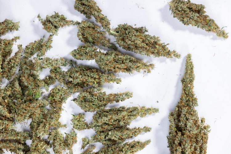 Karen Kush Auto #1 - Zamnesia x B&B. Week 10 - Dry Buds - 152,5 gr in 11lt Pot with 18h x day