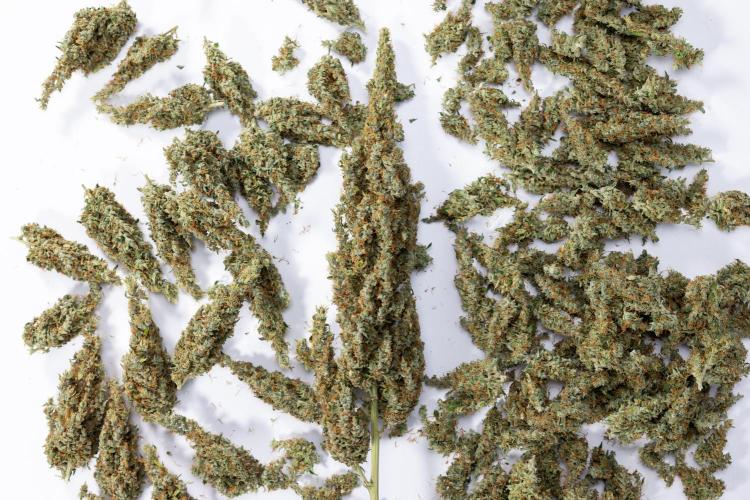 Karen Kush Auto #1 - Zamnesia x B&B. Week 10 - Dry Buds - 152,5 gr in 11lt Pot with 18h x day