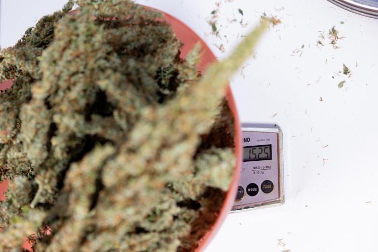 Karen Kush Auto #1 - Zamnesia x B&B. Week 10 - Dry Buds - 152,5 gr in 11lt Pot with 18h x day