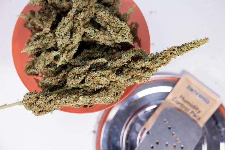 Karen Kush Auto #1 - Zamnesia x B&B. Week 10 - Dry Buds - 152,5 gr in 11lt Pot with 18h x day