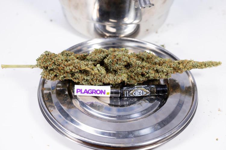 Karen Kush Auto #1 - Zamnesia x B&B. Week 10 - Dry Buds - 152,5 gr in 11lt Pot with 18h x day