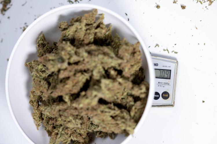 Monster Dwarf #2 Auto - Zamnesia x B&B. Week 10 - Monster Dwarf #2 - LST - DRY BUDS