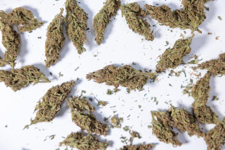 Monster Dwarf #2 Auto - Zamnesia x B&B. Week 10 - Monster Dwarf #2 - LST - DRY BUDS