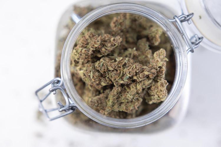 Monster Dwarf #2 Auto - Zamnesia x B&B. Week 10 - Monster Dwarf #2 - LST - DRY BUDS