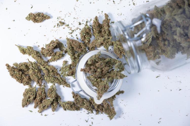 Monster Dwarf #2 Auto - Zamnesia x B&B. Week 10 - Monster Dwarf #2 - LST - DRY BUDS