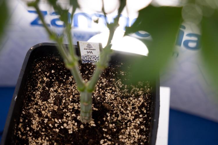 Sticky Broccoli - Zamnesia x B&B. Week 8 - Sticky Broccoli - 2nd Week Bloom