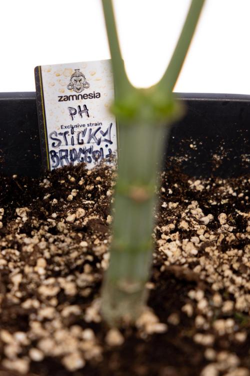 Sticky Broccoli - Zamnesia x B&B. Week 8 - Sticky Broccoli - 2nd Week Bloom