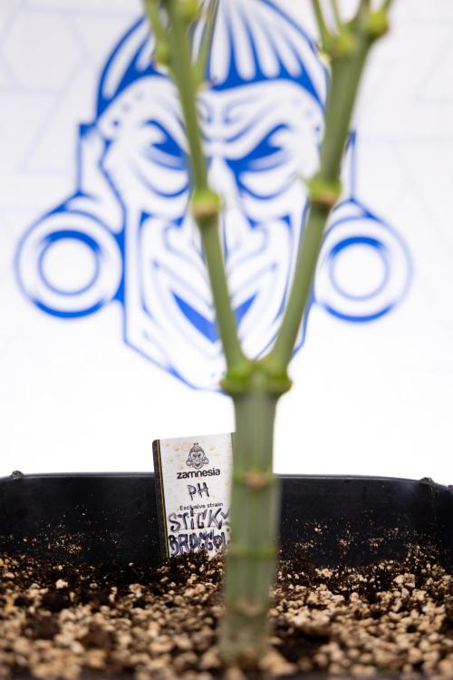Sticky Broccoli - Zamnesia x B&B. Week 8 - Sticky Broccoli - 2nd Week Bloom