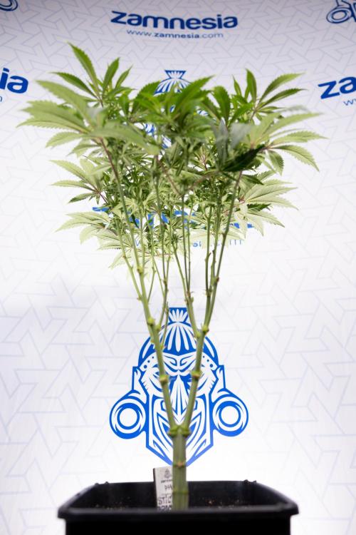 Sticky Broccoli - Zamnesia x B&B. Week 8 - Sticky Broccoli - 2nd Week Bloom