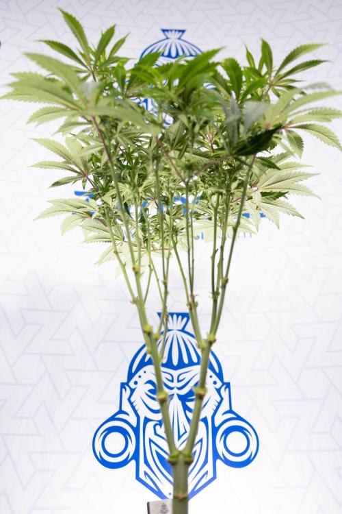 Sticky Broccoli - Zamnesia x B&B. Week 8 - Sticky Broccoli - 2nd Week Bloom