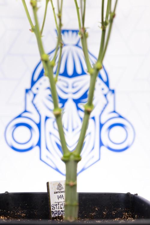 Sticky Broccoli - Zamnesia x B&B. Week 8 - Sticky Broccoli - 2nd Week Bloom