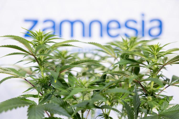 Sticky Broccoli - Zamnesia x B&B. Week 8 - Sticky Broccoli - 2nd Week Bloom