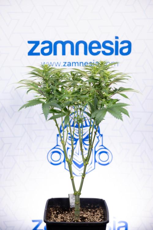 Sticky Broccoli - Zamnesia x B&B. Week 8 - Sticky Broccoli - 2nd Week Bloom