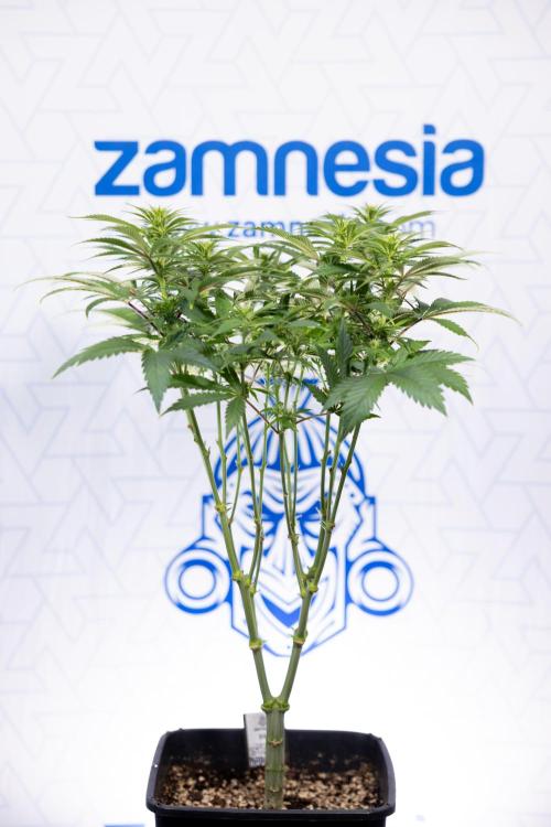 Sticky Broccoli - Zamnesia x B&B. Week 8 - Sticky Broccoli - 2nd Week Bloom