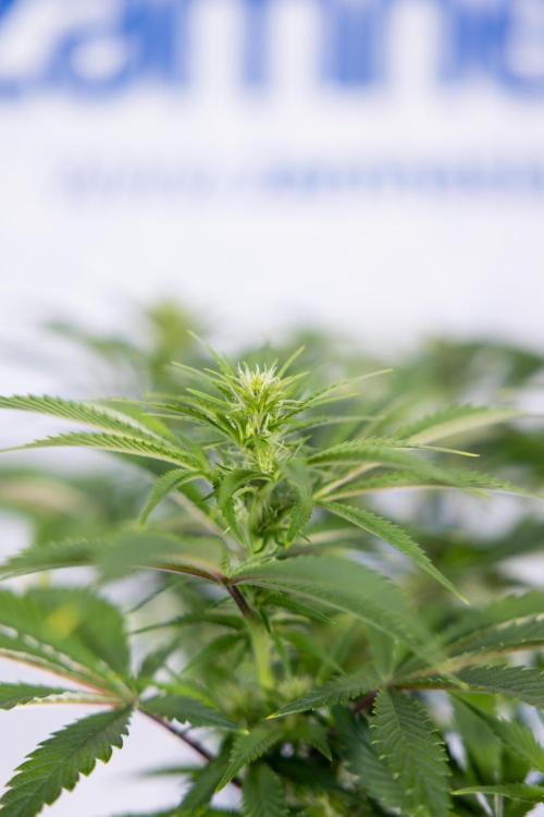 Sticky Broccoli - Zamnesia x B&B. Week 8 - Sticky Broccoli - 2nd Week Bloom