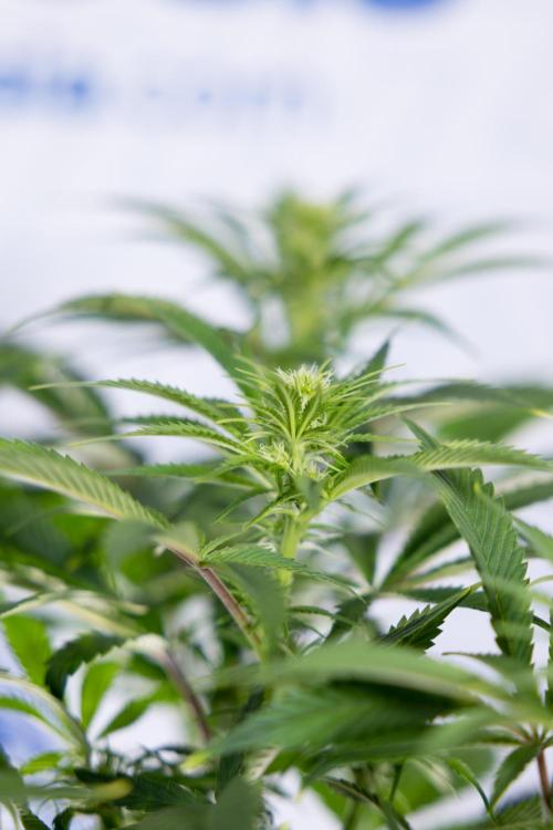 Sticky Broccoli - Zamnesia x B&B. Week 8 - Sticky Broccoli - 2nd Week Bloom