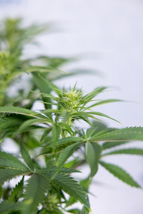 Sticky Broccoli - Zamnesia x B&B. Week 8 - Sticky Broccoli - 2nd Week Bloom