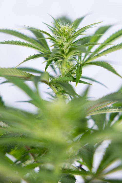 Sticky Broccoli - Zamnesia x B&B. Week 8 - Sticky Broccoli - 2nd Week Bloom