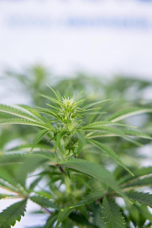 Sticky Broccoli - Zamnesia x B&B. Week 8 - Sticky Broccoli - 2nd Week Bloom