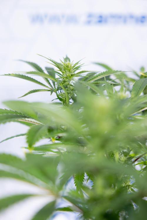 Sticky Broccoli - Zamnesia x B&B. Week 8 - Sticky Broccoli - 2nd Week Bloom