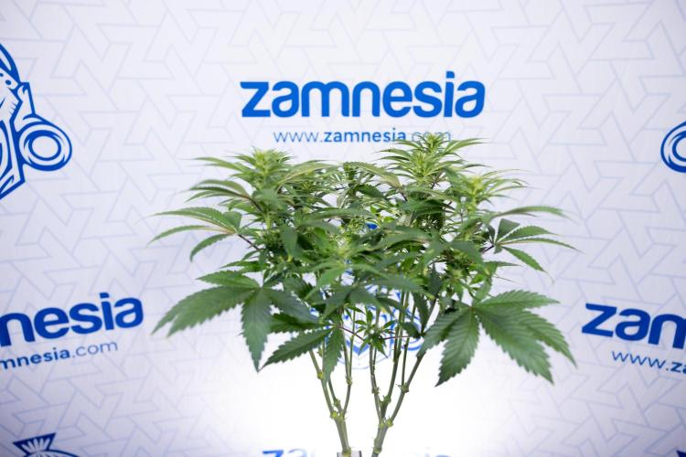 Sticky Broccoli - Zamnesia x B&B. Week 8 - Sticky Broccoli - 2nd Week Bloom