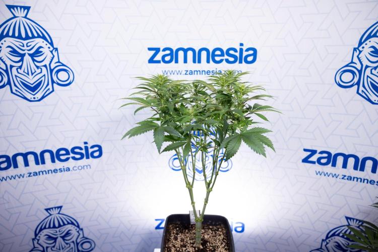 Sticky Broccoli - Zamnesia x B&B. Week 8 - Sticky Broccoli - 2nd Week Bloom