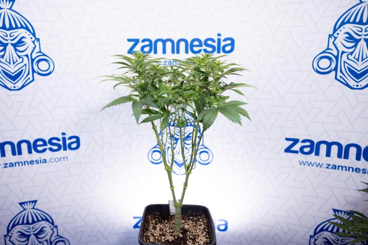 Sticky Broccoli - Zamnesia x B&B. Week 8 - Sticky Broccoli - 2nd Week Bloom