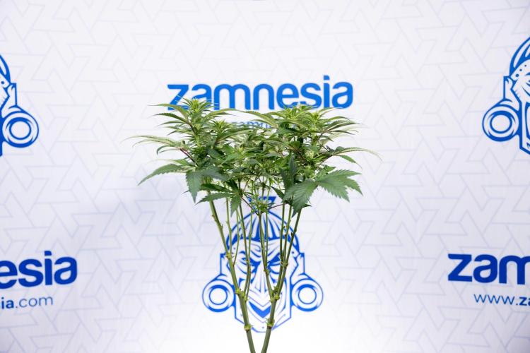 Sticky Broccoli - Zamnesia x B&B. Week 8 - Sticky Broccoli - 2nd Week Bloom