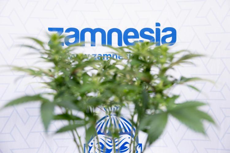 Sticky Broccoli - Zamnesia x B&B. Week 8 - Sticky Broccoli - 2nd Week Bloom