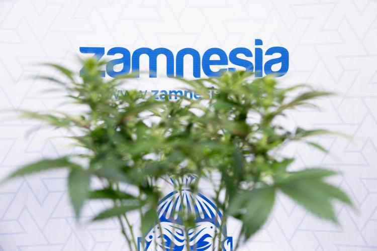 Sticky Broccoli - Zamnesia x B&B. Week 8 - Sticky Broccoli - 2nd Week Bloom