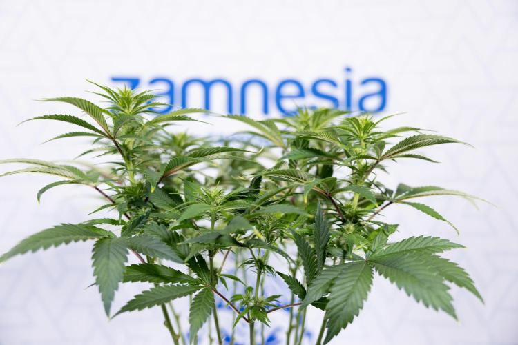 Sticky Broccoli - Zamnesia x B&B. Week 8 - Sticky Broccoli - 2nd Week Bloom