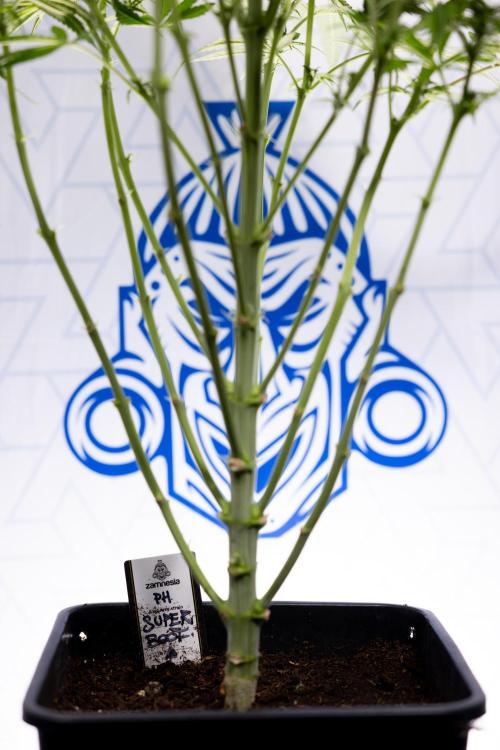 Super Boof - Zamnesia x B&B. Week 8 - Super Boof - 2nd Week Bloom - No Techniques