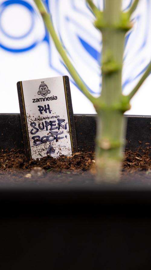 Super Boof - Zamnesia x B&B. Week 8 - Super Boof - 2nd Week Bloom - No Techniques